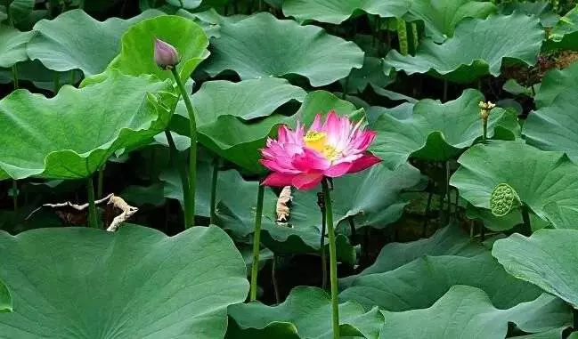 1月27號惹不起,5生肖雙喜臨門,運勢轉旺喜事多見,做夢都笑醒!