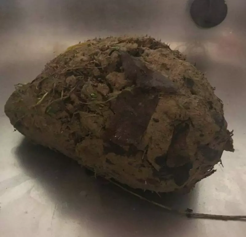 獸醫在一陀土裡聽到「呼吸聲」 下一秒發現小腳秒喊:必須趕快救它