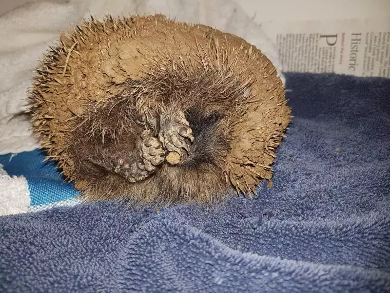 獸醫在一陀土裡聽到「呼吸聲」 下一秒發現小腳秒喊:必須趕快救它