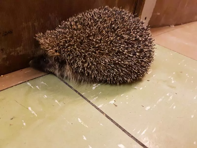 獸醫在一陀土裡聽到「呼吸聲」 下一秒發現小腳秒喊:必須趕快救它