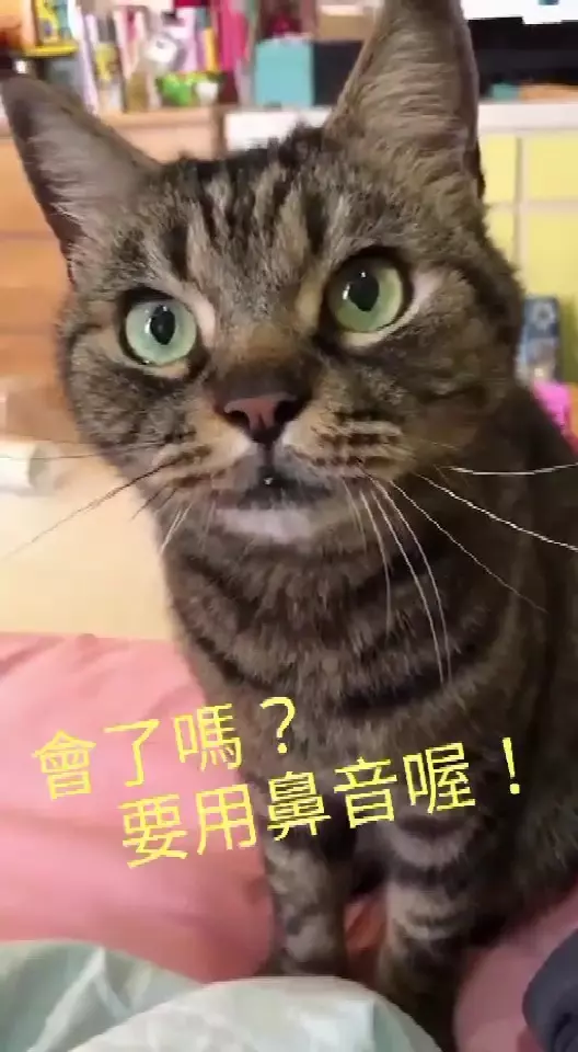 連飆5次「暗 」自我介紹!喵老師「超道地發音教學」網崇拜:外文系的~