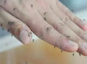 為什麼蚊子愛咬你?其實跟血型沒啥關係!這才是真正的原因!