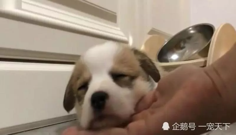 女孩收養流浪狗,狗狗害怕不敢睡覺,女孩一伸手它的反應讓人心疼