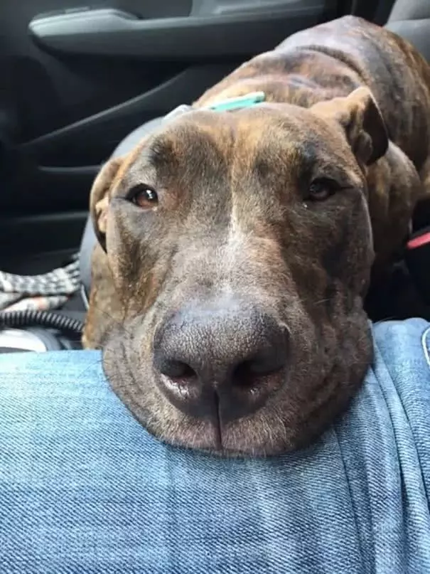 比特犬窩收容所一直沒人要,被領回家後「每天必做這件事」!