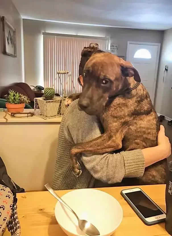 比特犬窩收容所一直沒人要,被領回家後「每天必做這件事」!