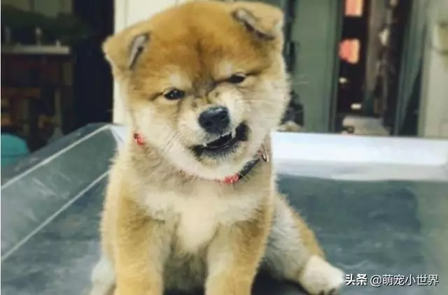 柴柴去醫院耍狠先來個下汪威,還惡狠狠瞪鏡頭一眼:別動我一根毛