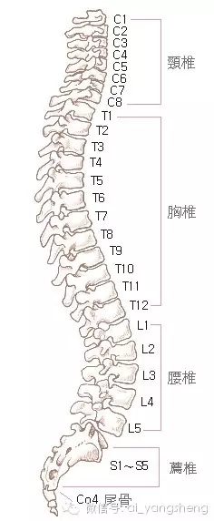 脊椎不好很痛苦,終於找到免錢的矯正脊椎方法了!