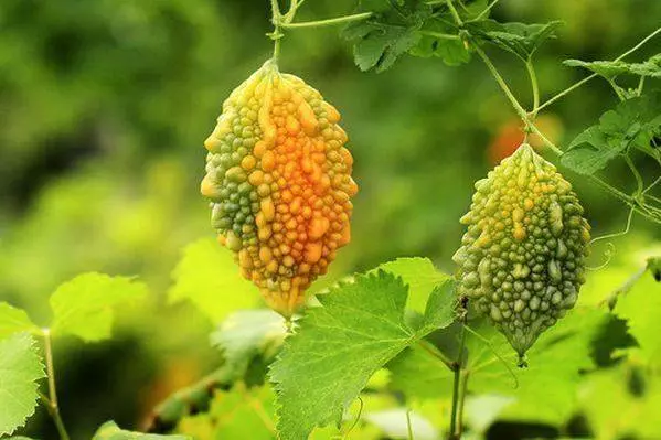 這種稀有的瓜,降糖效果遠超苦瓜,每天5克輕松降血糖、血脂 !