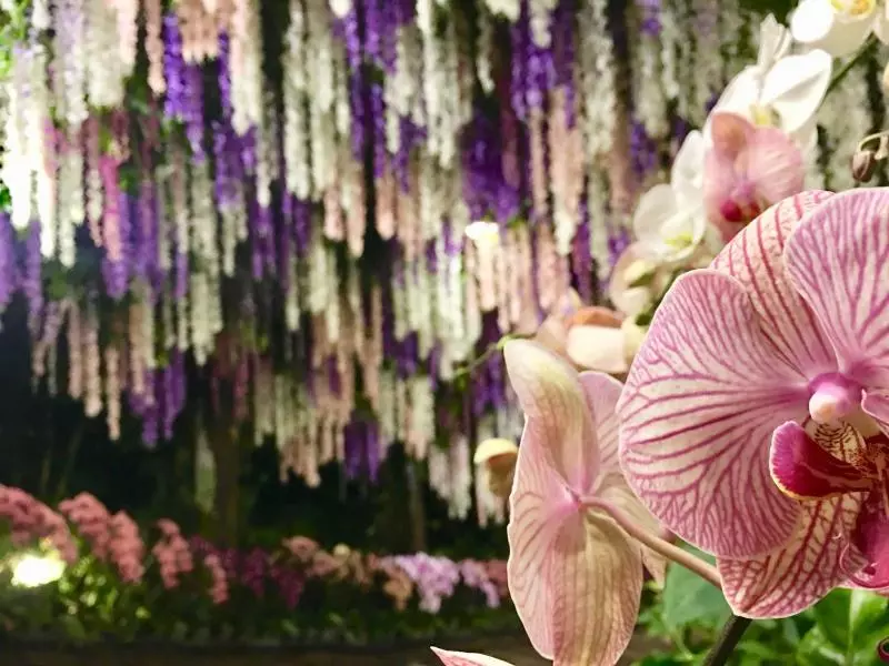 不用飛日本!台灣仙境級「35公尺紫藤花海隧道」美翻,私房景點曝光「白天夜晚風情不同」宛如童話!