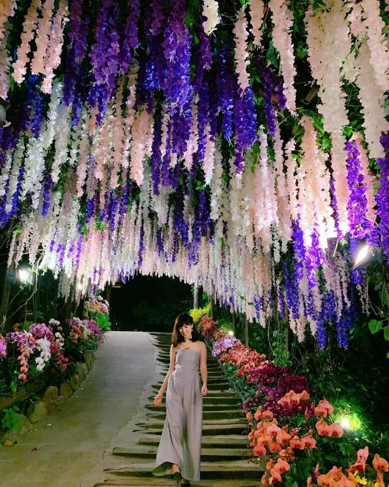 不用飛日本!台灣仙境級「35公尺紫藤花海隧道」美翻,私房景點曝光「白天夜晚風情不同」宛如童話!