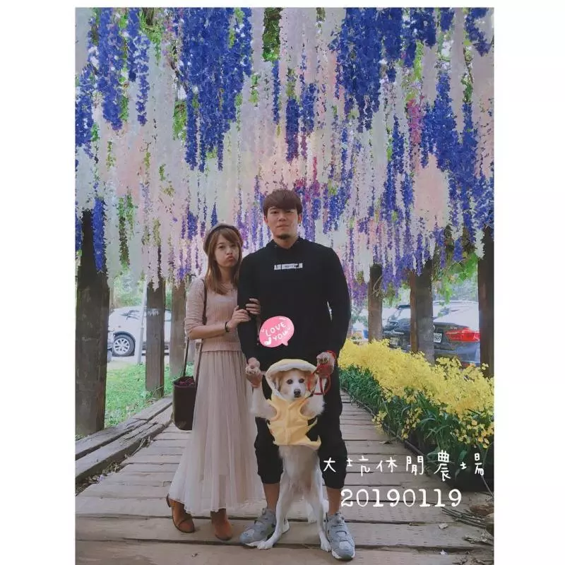 不用飛日本!台灣仙境級「35公尺紫藤花海隧道」美翻,私房景點曝光「白天夜晚風情不同」宛如童話!