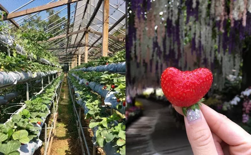 不用飛日本!台灣仙境級「35公尺紫藤花海隧道」美翻,私房景點曝光「白天夜晚風情不同」宛如童話!