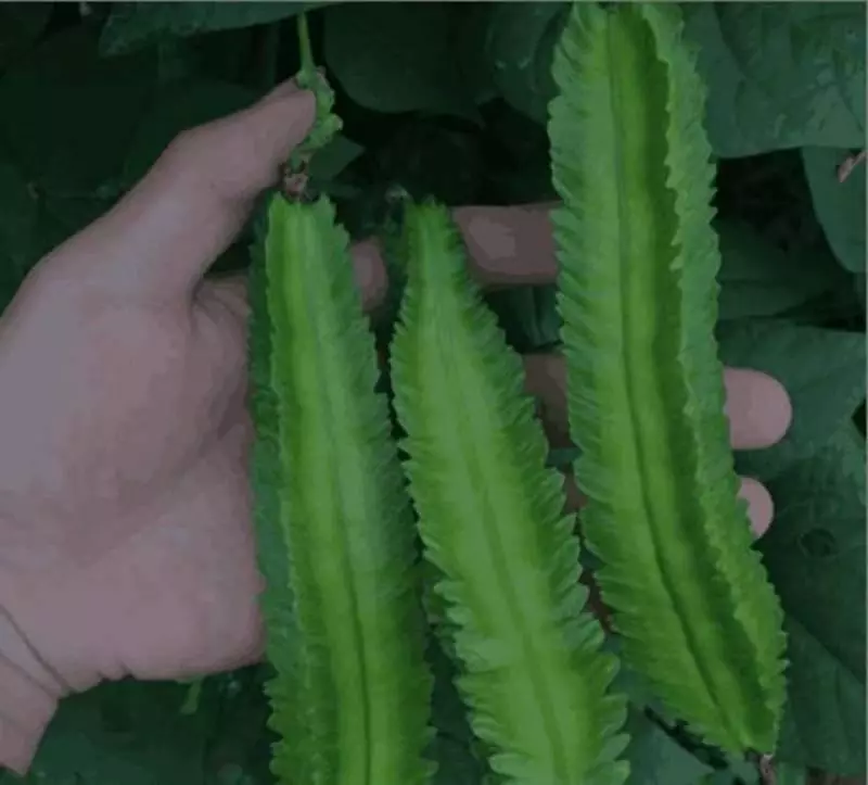 這菜被稱為「豆中之王」,對19種疾病有效,補血補鈣,二十一世紀的健康美食」