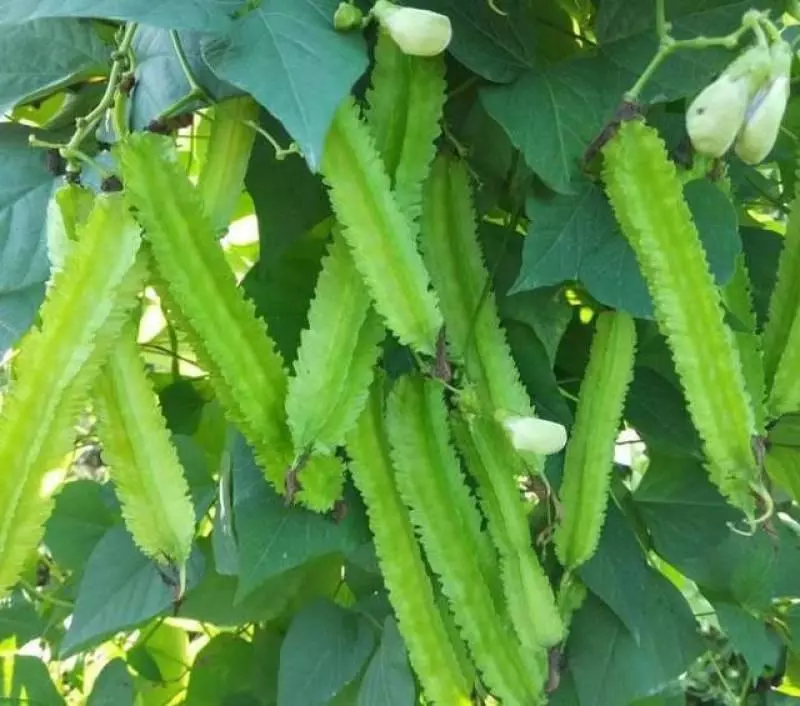 這菜被稱為「豆中之王」,對19種疾病有效,補血補鈣,二十一世紀的健康美食」
