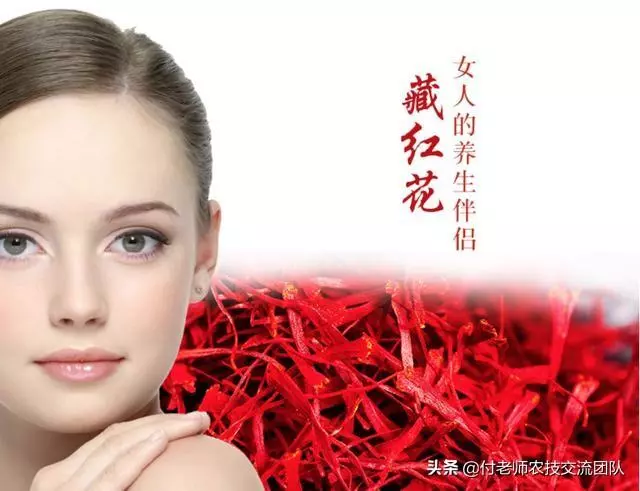 女性使用藏紅花好嗎?這幾點需要知道!