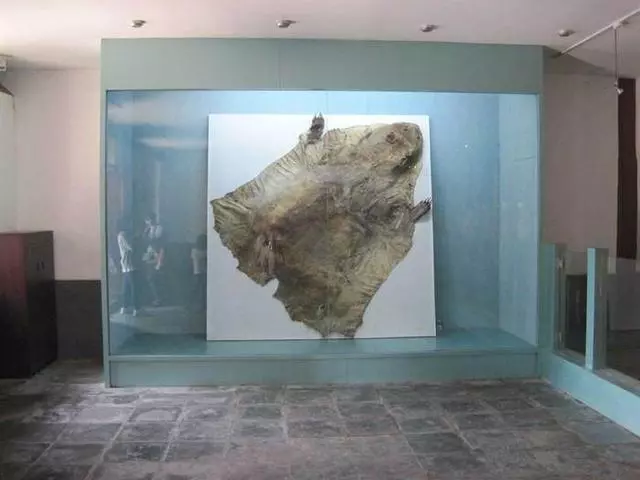 古代記載神獸竟不是神話 「獸皮直接被橫切面」展開給參觀:當時一直守護滿清皇太極!