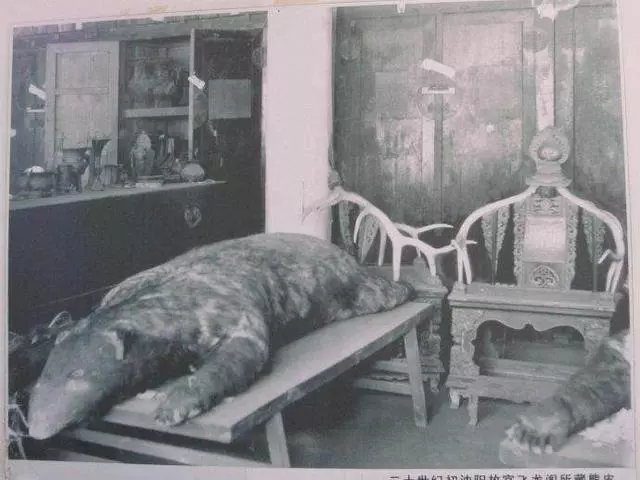 古代記載神獸竟不是神話 「獸皮直接被橫切面」展開給參觀:當時一直守護滿清皇太極!