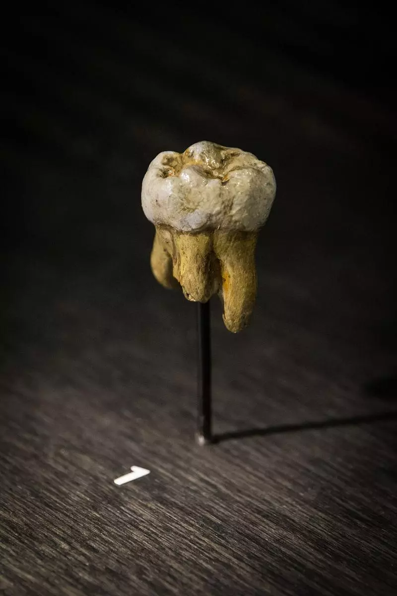 10大珍貴到「直接改變世界歷史」的文物遺址 一顆3萬年的牙齒化石發現新人種!