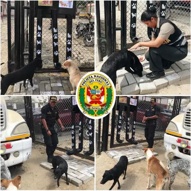 不忍心流浪動物們受苦,秘魯警方展開公益行動,給它們設置餐飲站