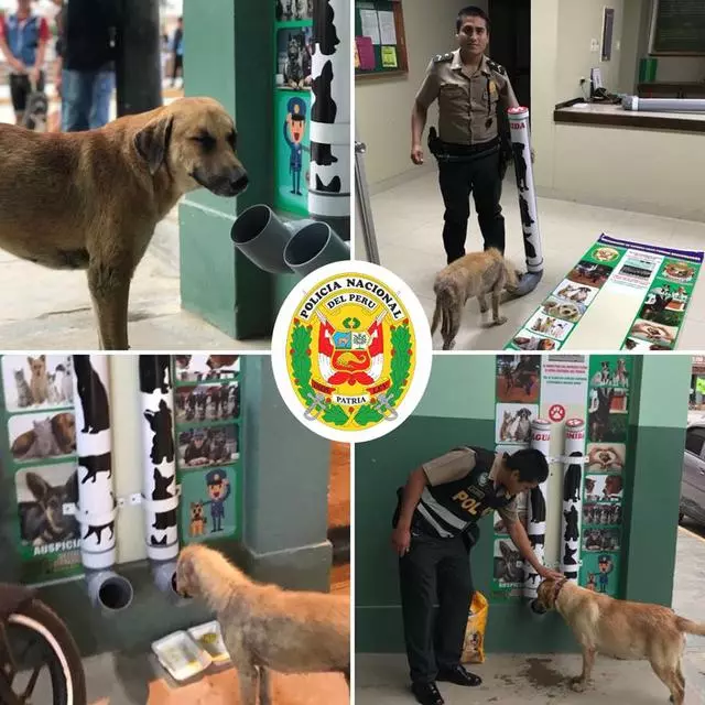 不忍心流浪動物們受苦,秘魯警方展開公益行動,給它們設置餐飲站