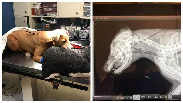 狗狗被箭貫穿身體,幸得獸醫搶救大難不死,獸醫懸賞過萬緝拿兇手