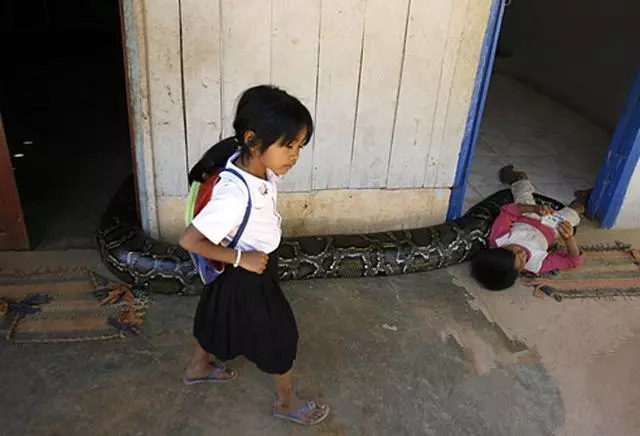 男孩認蟒蛇做妹妹,同吃同住生活7年,男孩父親:兒子三個月大時這條蛇自己爬到他身邊