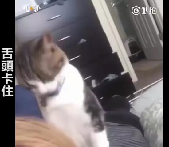 主人救命啊~跟主人撒嬌到一半,下秒「悲劇發生」網大笑:崩潰的貓咪XDD