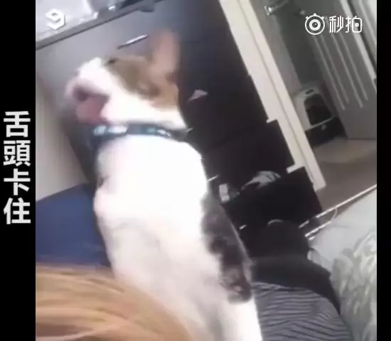 主人救命啊~跟主人撒嬌到一半,下秒「悲劇發生」網大笑:崩潰的貓咪XDD