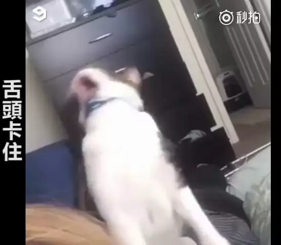主人救命啊~跟主人撒嬌到一半,下秒「悲劇發生」網大笑:崩潰的貓咪XDD
