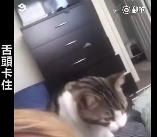 主人救命啊~跟主人撒嬌到一半,下秒「悲劇發生」網大笑:崩潰的貓咪XDD