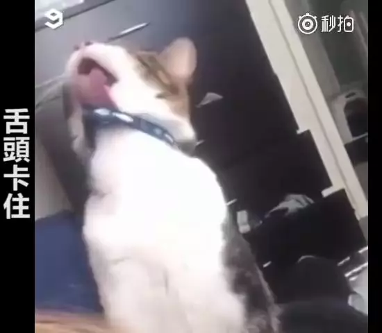主人救命啊~跟主人撒嬌到一半,下秒「悲劇發生」網大笑:崩潰的貓咪XDD