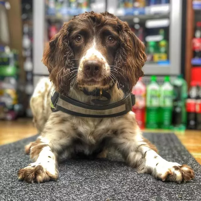 英國緝毒犬破6000萬走私菸草,被人懸紅20萬取它狗頭