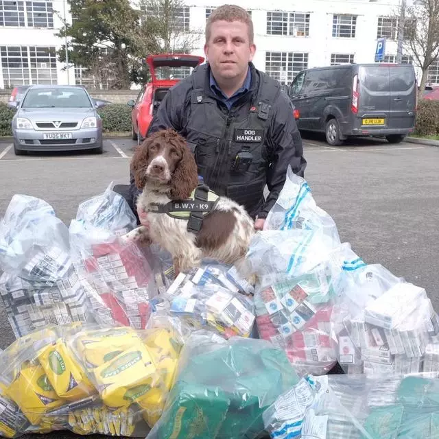 英國緝毒犬破6000萬走私菸草,被人懸紅20萬取它狗頭
