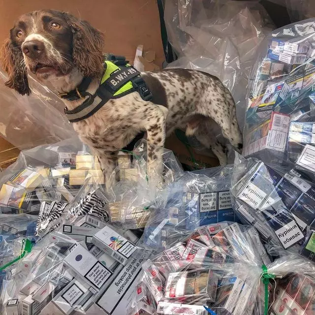 英國緝毒犬破6000萬走私菸草,被人懸紅20萬取它狗頭