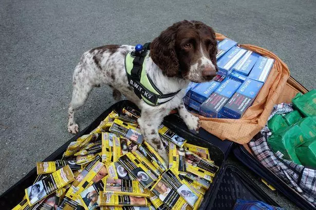 英國緝毒犬破6000萬走私菸草,被人懸紅20萬取它狗頭