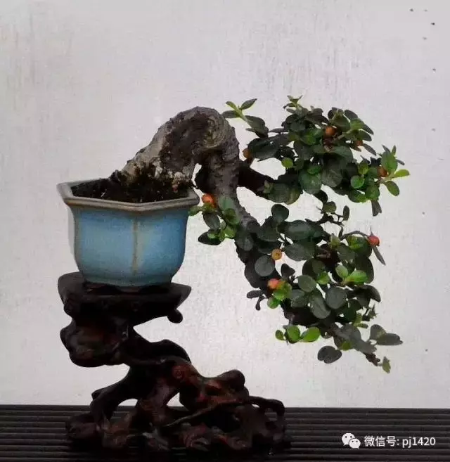 好樹還須配好盆,玩盆景你最該知道的
