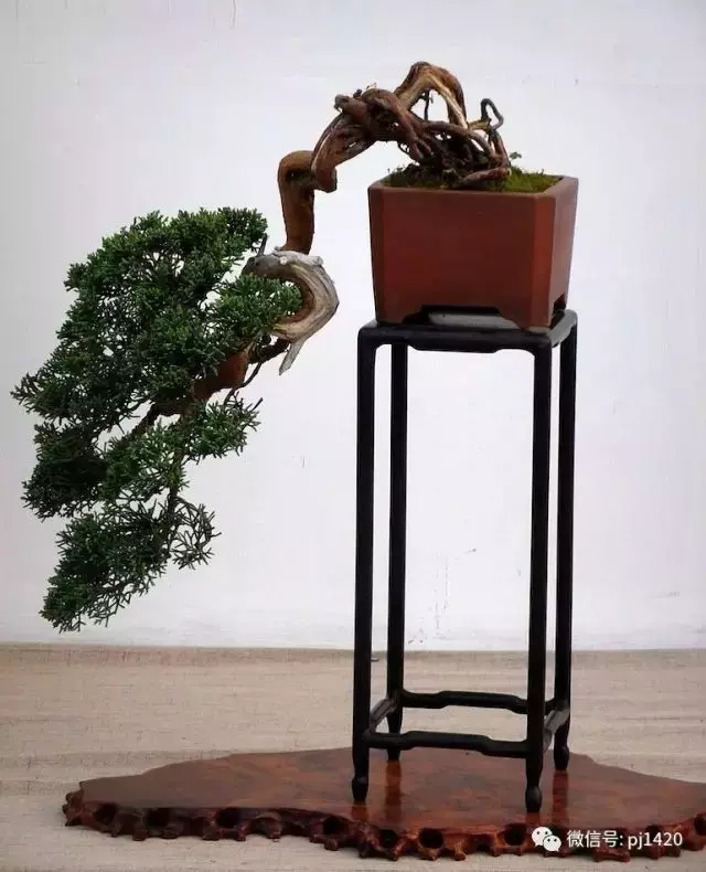 好樹還須配好盆,玩盆景你最該知道的