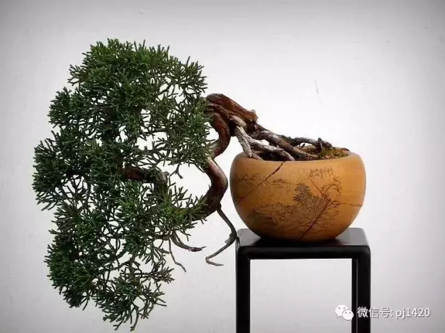 好樹還須配好盆,玩盆景你最該知道的
