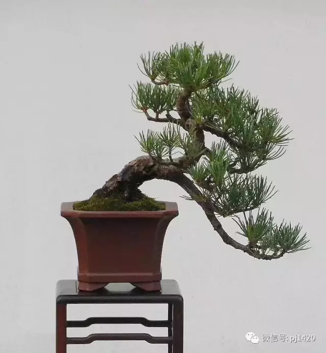 好樹還須配好盆,玩盆景你最該知道的