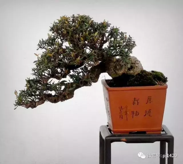 好樹還須配好盆,玩盆景你最該知道的