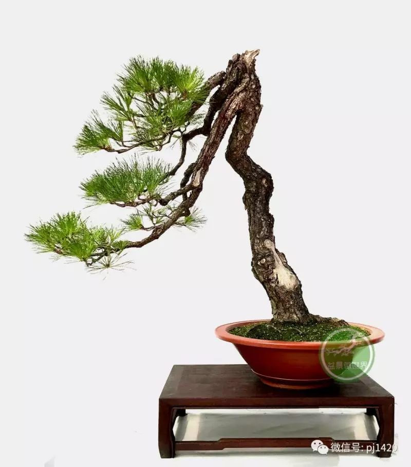 懂得低頭才能出頭!!