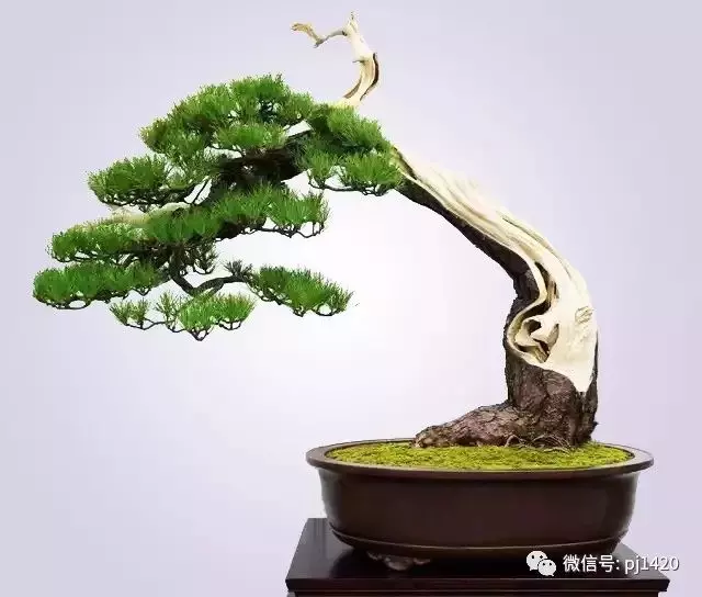 懂得低頭才能出頭!!