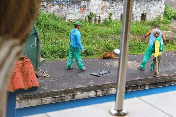 清潔員撞傷狗不救還狠心將狗丟進垃圾車壓死,殘忍的舉動讓人痛心
