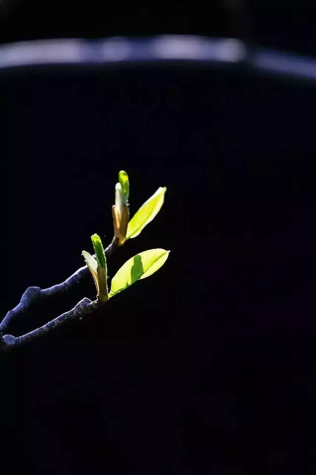 技巧|全黑背景的照片原來要這麼拍!