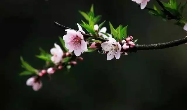 技巧|全黑背景的照片原來要這麼拍!