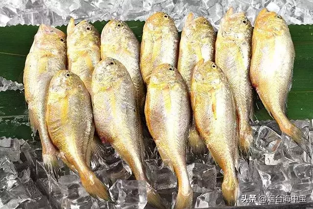 外形酷似黃花魚,但比黃花魚更鮮美,很多人沒吃過