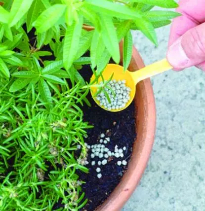 養花不再施肥,用上這種「泥」,往盆里「倒一點」,輕鬆爆滿盆!