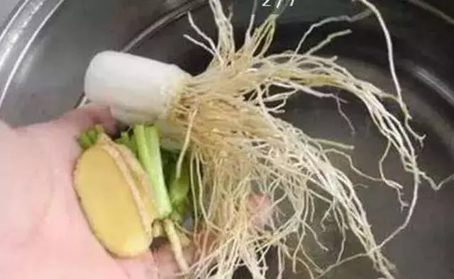 咳嗽不停太難受?蔥鬚生薑煮水喝,快速止咳,堅持7天,鼻炎也好了
