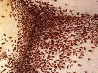 除蟑螂秘方:只用一顆馬鈴薯,就把家中蟑螂通通消滅,解決一大片,太厲害了