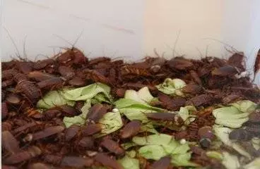 除蟑螂秘方:只用一顆馬鈴薯,就把家中蟑螂通通消滅,解決一大片,太厲害了
